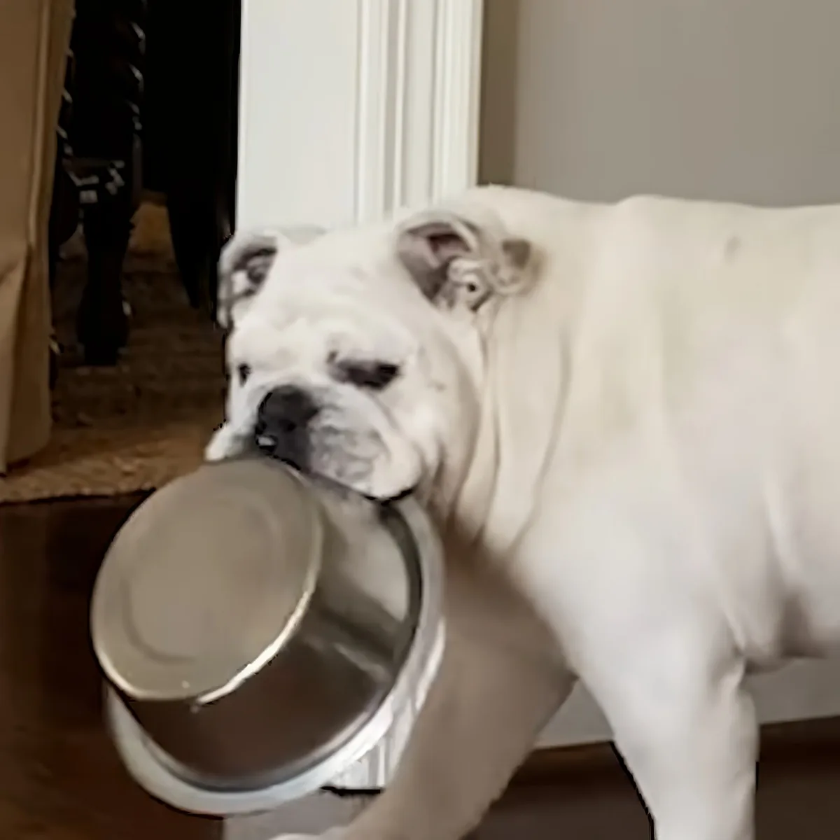 A white bulldog is holding a metal bowl in its mouth, standing indoors near a door.