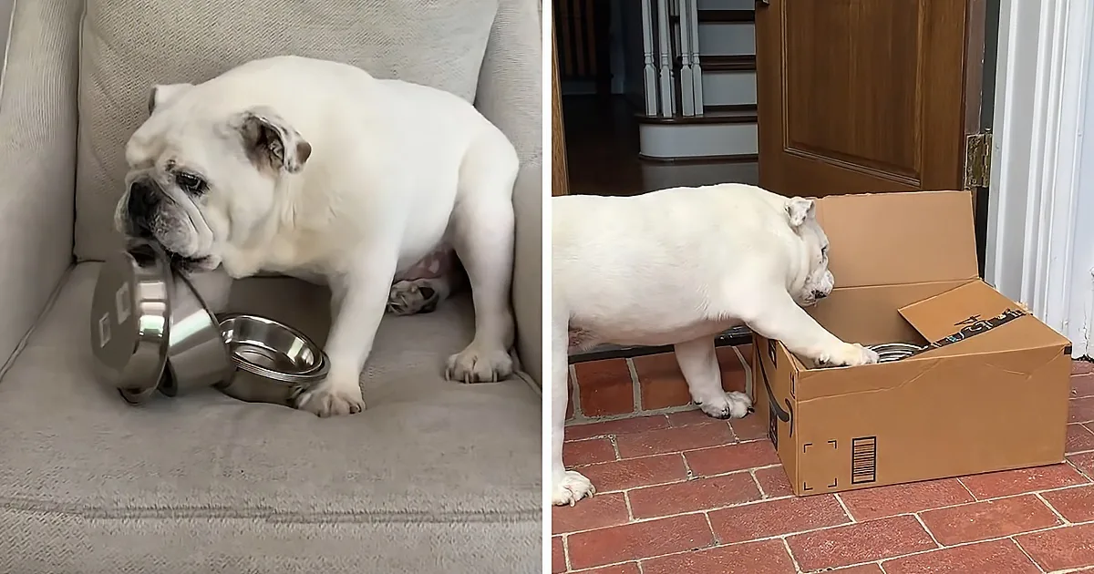 Bulldog Obsessed With Collecting Bowls Gets a Special Delivery