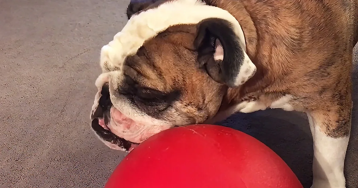 A bulldog with a red ball in its mouth, looking happy and playful.