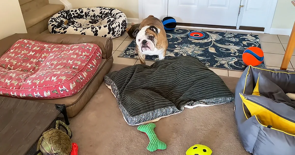 A bulldog sits on a rug surrounded by dog beds, toys, and a blanket.