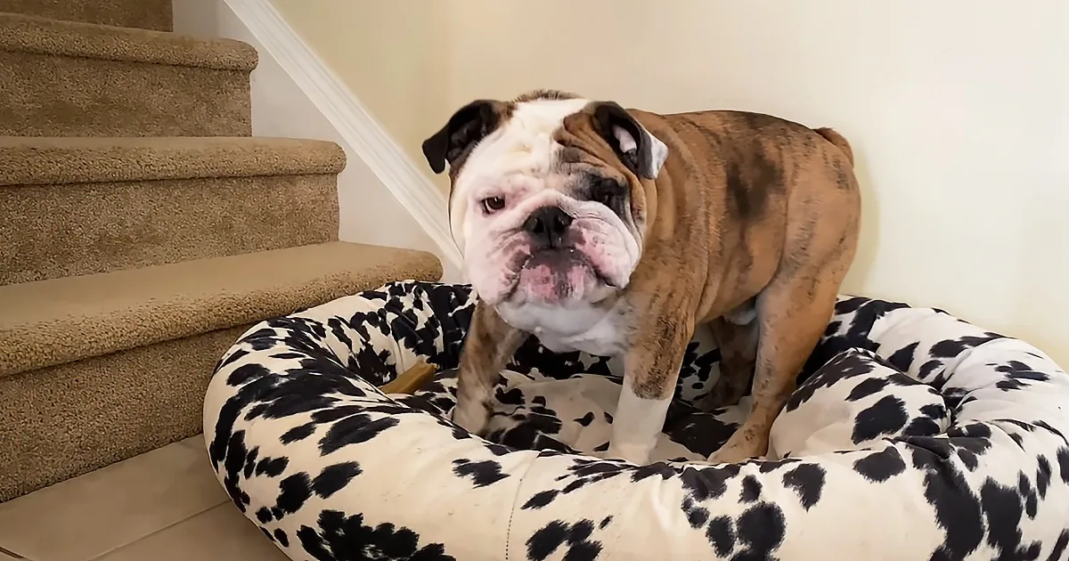 A bulldog stands on a black and white spotted dog bed near a staircase.