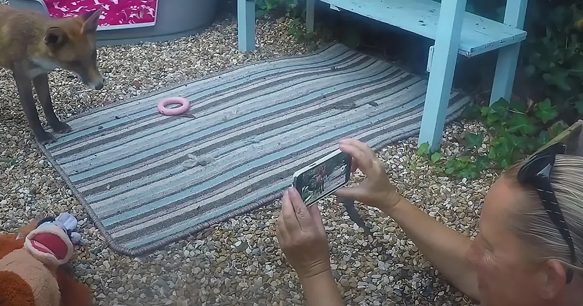 A person takes a photo of a fox standing on a striped rug in a garden.
