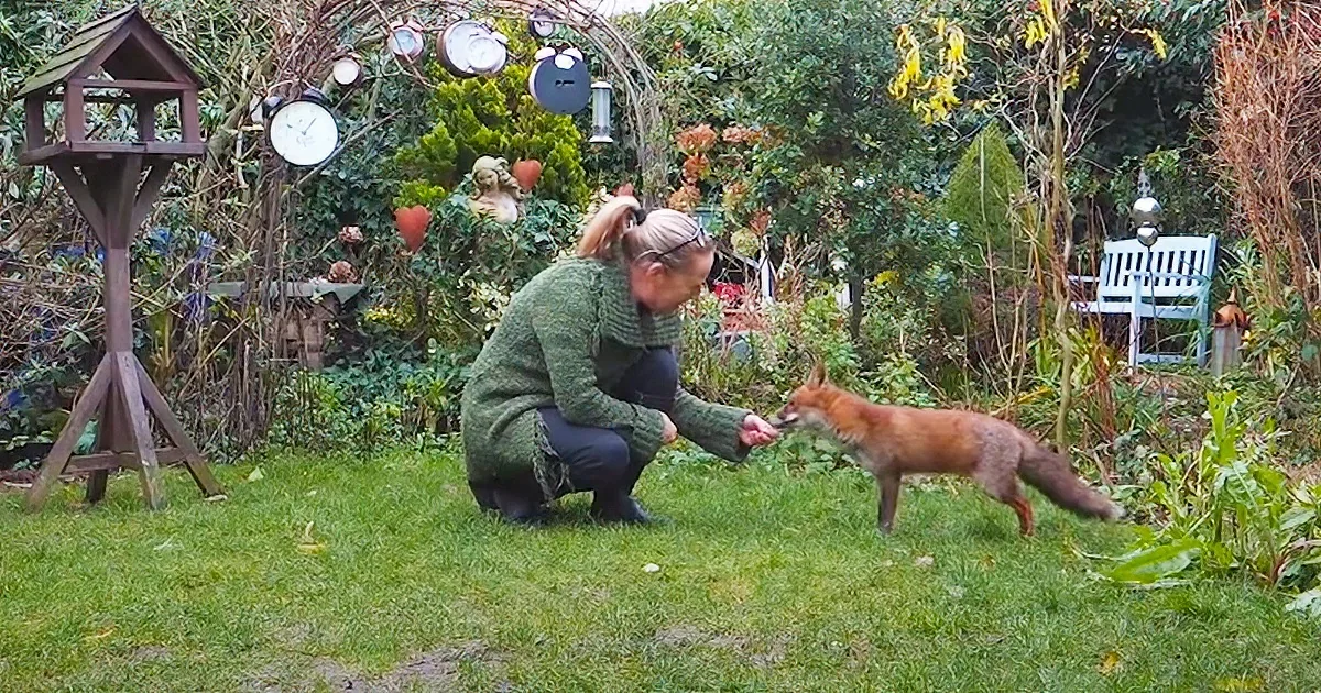 A woman feeds a fox in a lush garden with clocks on an arch and a birdhouse.
