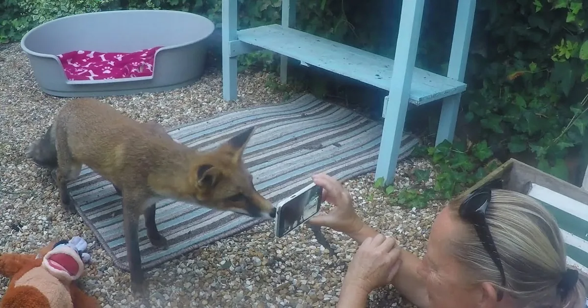 Shy Fox Now Greets Her Favorite Person With Foxy Nose Bumps