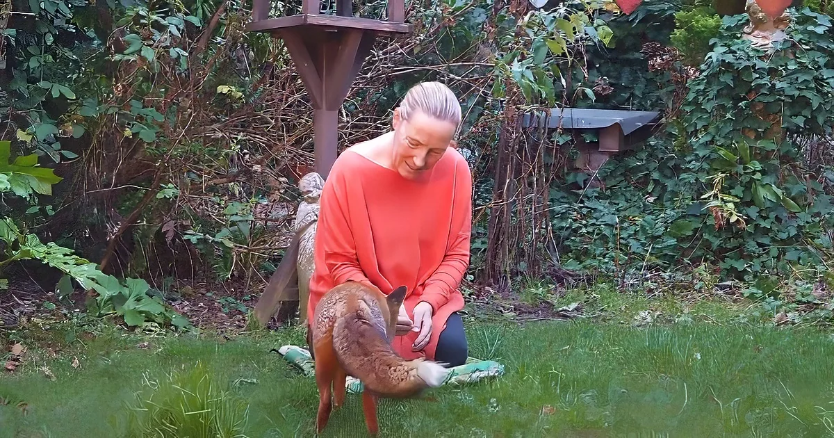 A woman in an orange sweater sits on a blanket, gently petting a fox in a lush garden setting.