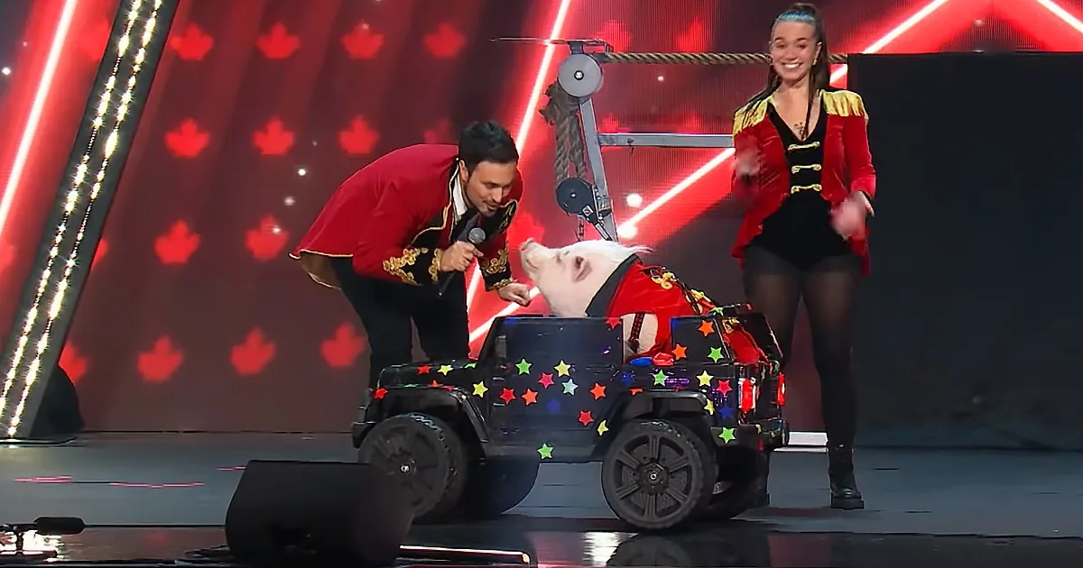 A pig in a decorated car is being interacted with by a man in a red jacket on stage.