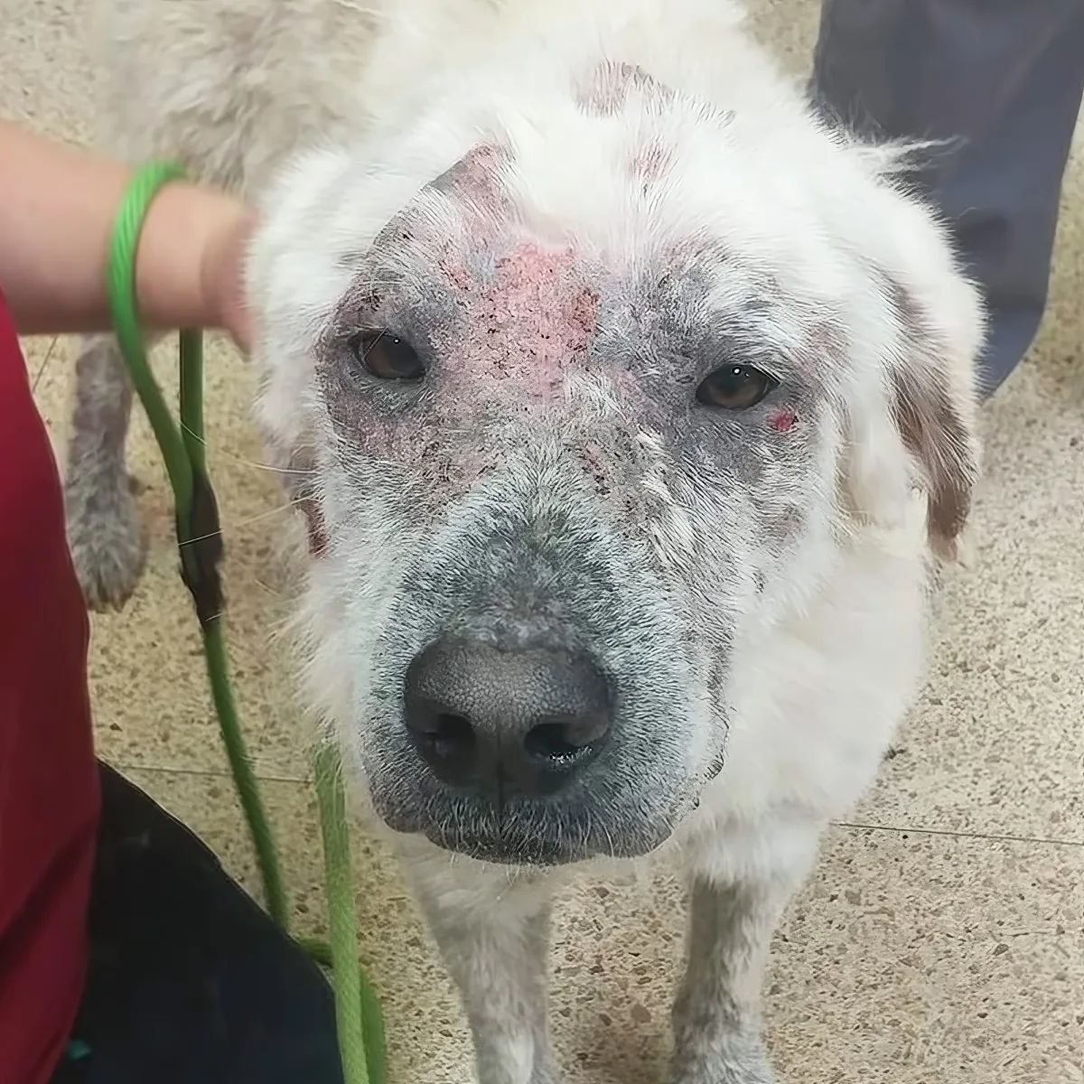A dog with a white and gray face, showing signs of injury and scarring, is being held by a person.