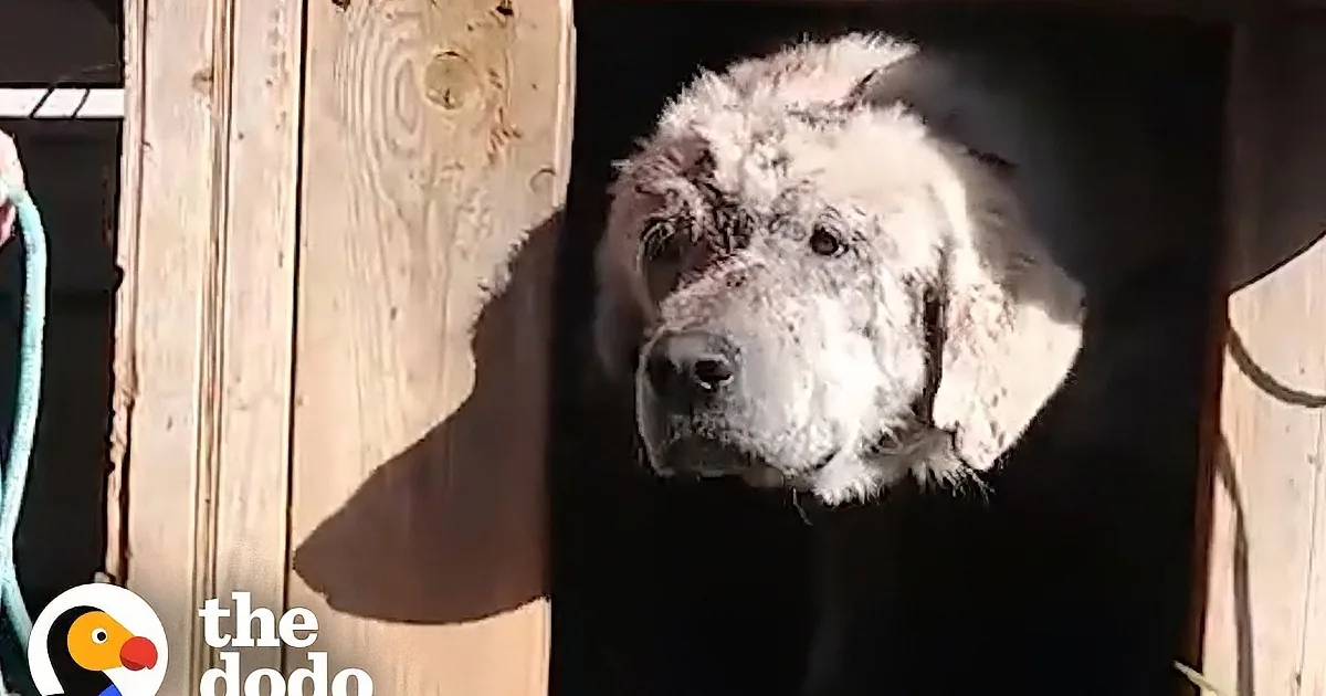 Lonely Little Dog Left Behind in Doghouse Craves for Love
