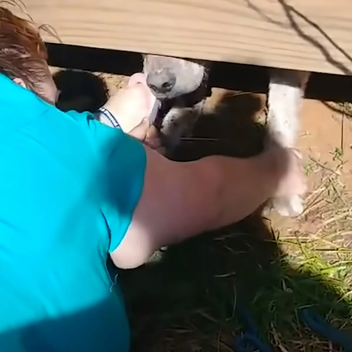 A person in a blue shirt is holding a koala under a wooden structure.