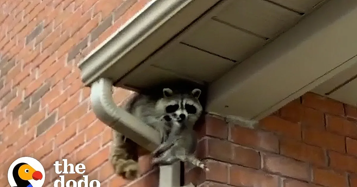A raccoon is perched on a rain gutter, gripping the edge with its front paws.