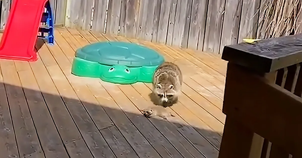 A raccoon stands on a wooden deck near a green turtle-shaped object, with a red slide and wooden fence in the background.