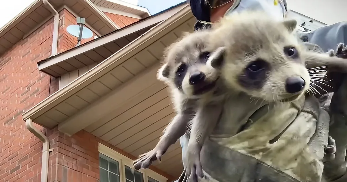 Two raccoon cubs are being held by a person in front of a brick house.