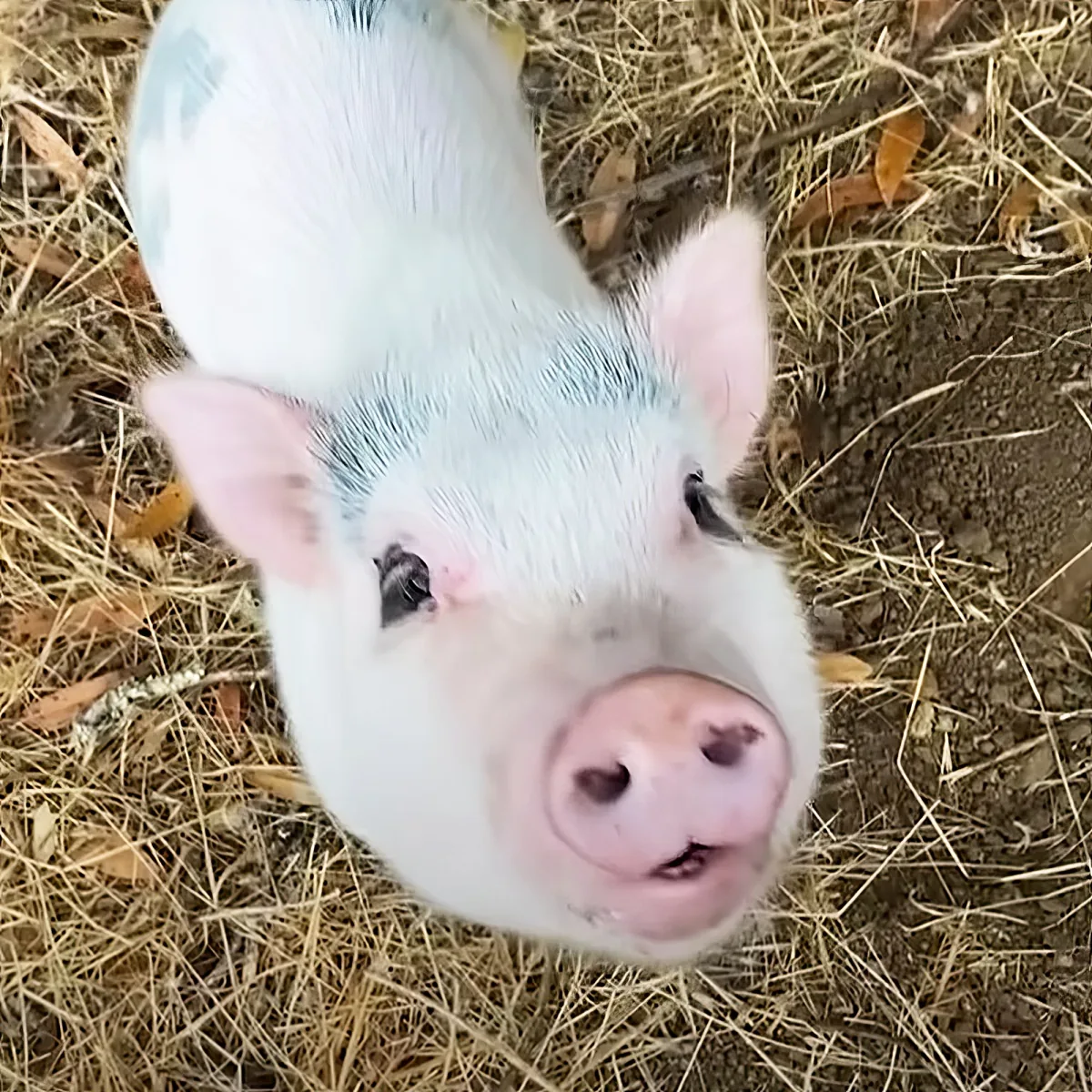 A close-up of a white piglet with blue markings, looking directly at the camera.