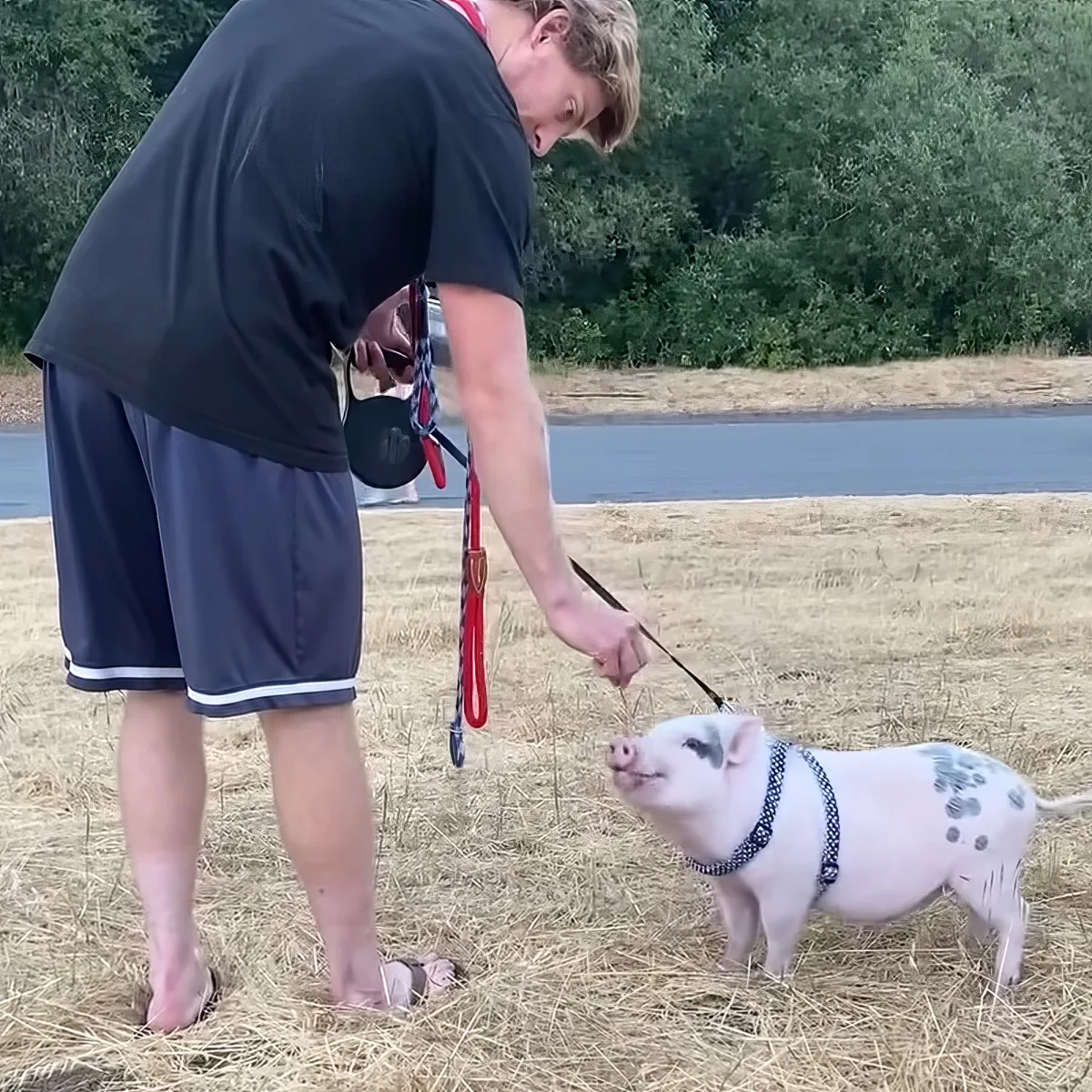 A person in shorts and a black shirt holds a leash attached to a small piglet with a harness in a grassy field.