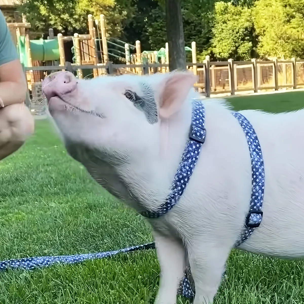 A pig wearing a blue polka-dot harness stands on grass, looking up at a person holding a bottle.
