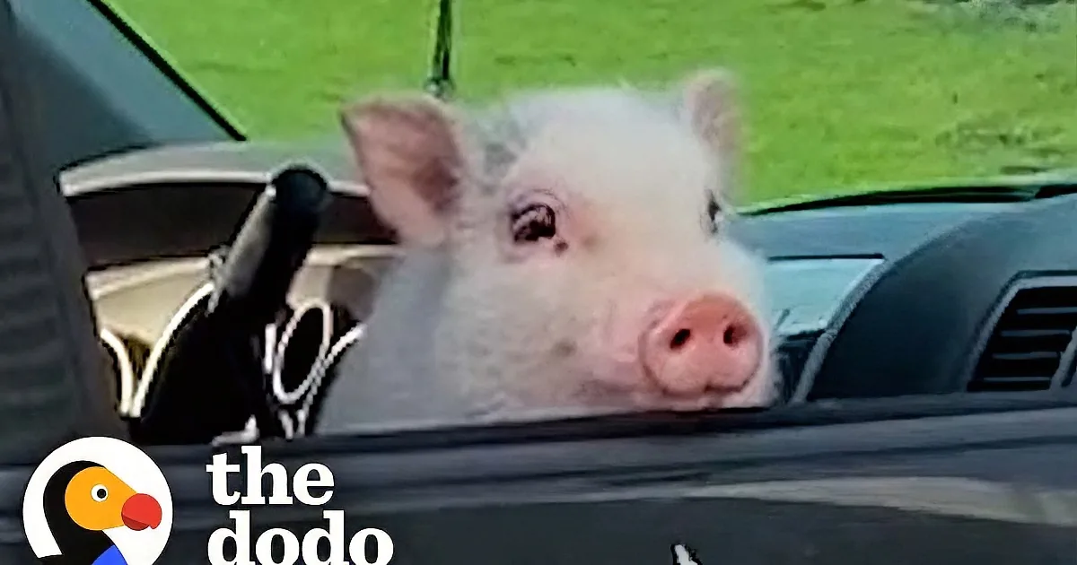 Woman Surprises Her Boyfriend With the Cutest Pink 'Puppy'