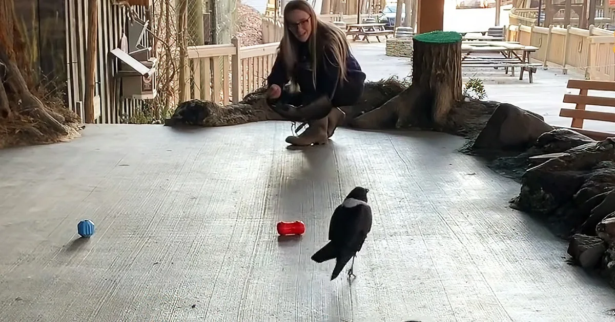 A crow stands near a woman crouching, with objects on the ground and a tree stump nearby.