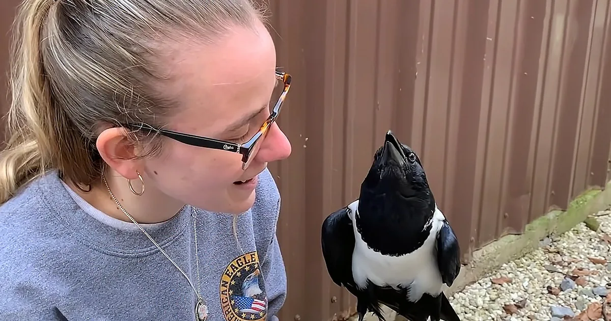 17-Year-Old Senior Crow Thinks He's a Tiny Human