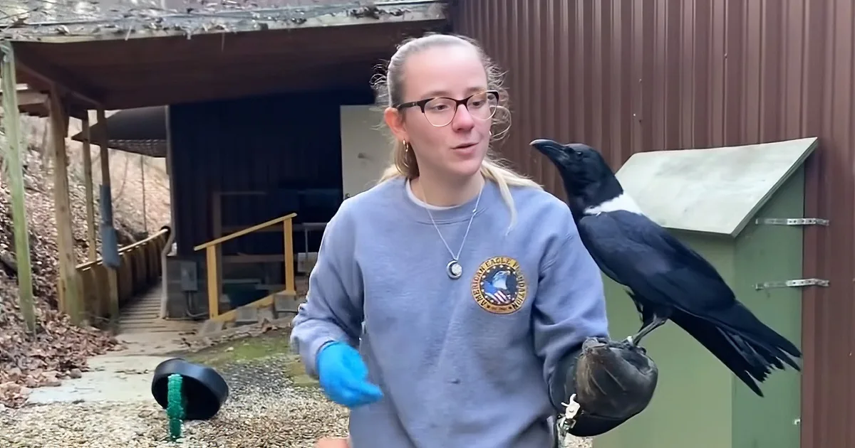 A person wearing a sweatshirt and gloves holds a crow on their arm near a wooden structure.