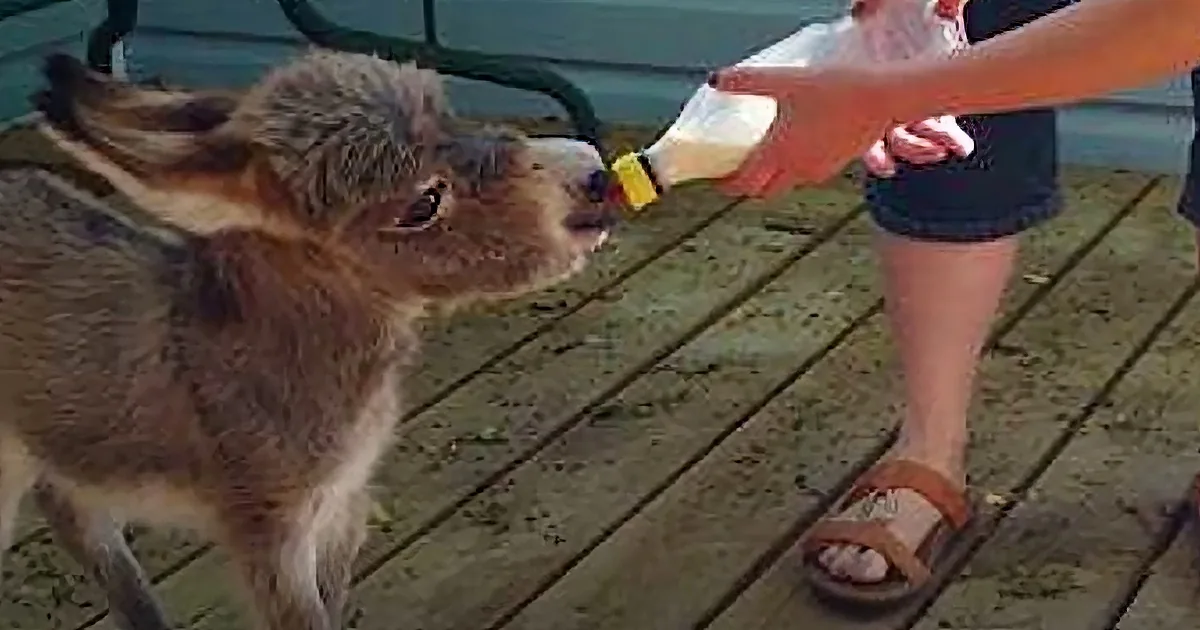 A baby goat is being bottle-fed by a person on a wooden deck.