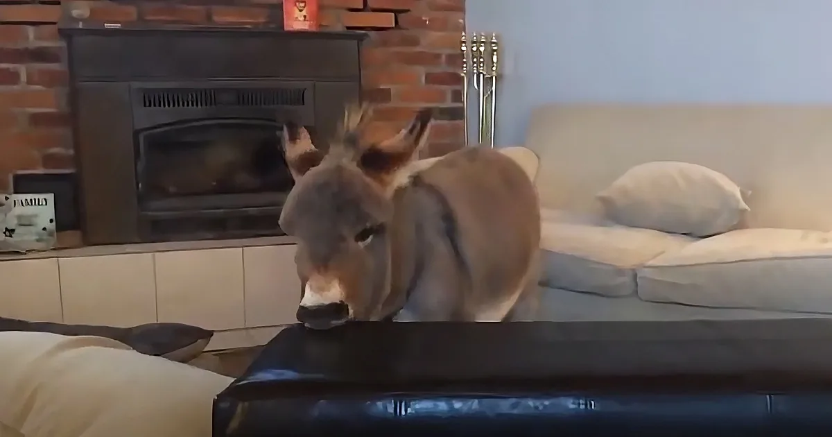 A donkey stands on a couch in a cozy living room with a fireplace and brick wall.