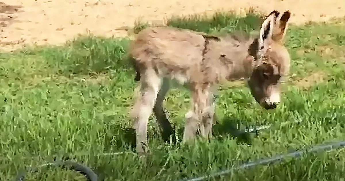 A young donkey stands on grass, its head lowered, with a wire fence in the foreground.