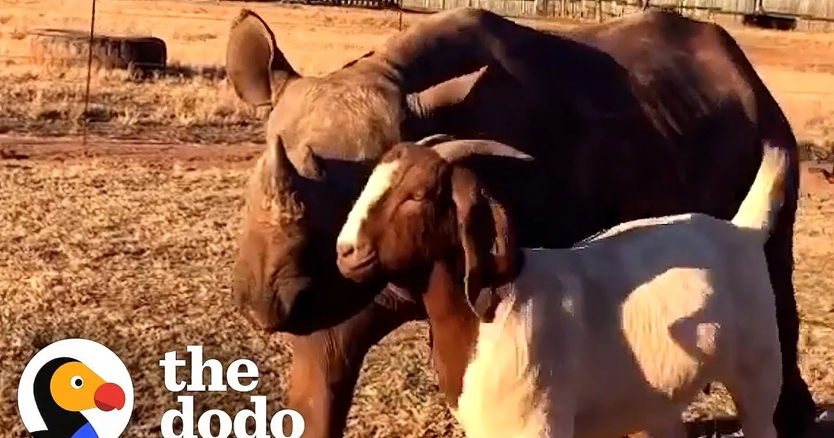 Rescued Baby Rhino Rejected by Her Mom Jumps for Joy Again