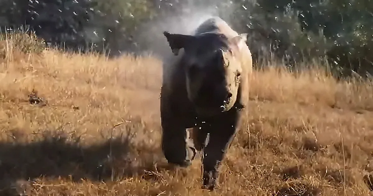 Rescued baby rhino