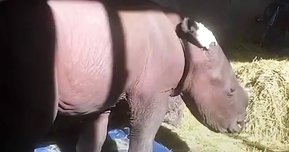 Rescued baby rhino