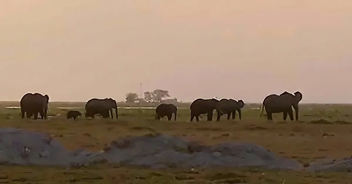 Elephants graze on a grassy plain under a hazy sky.