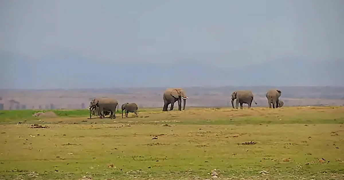 Baby Elephant Holds up the Herd Until She Finishes Her Snack