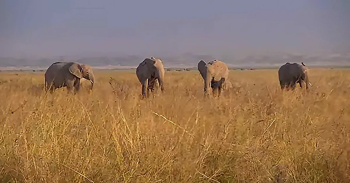 Four elephants walk through tall golden grass under a clear sky.