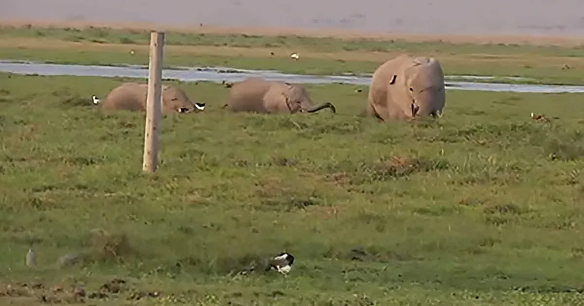 Three elephants walk across a grassy field with a bird nearby and a body of water in the background.