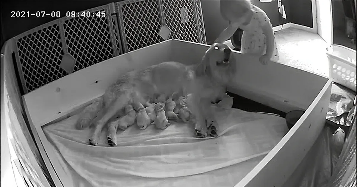 Toddler Girl Sneaks Into Mama Dog's Room While She's Nursing Her Puppies
