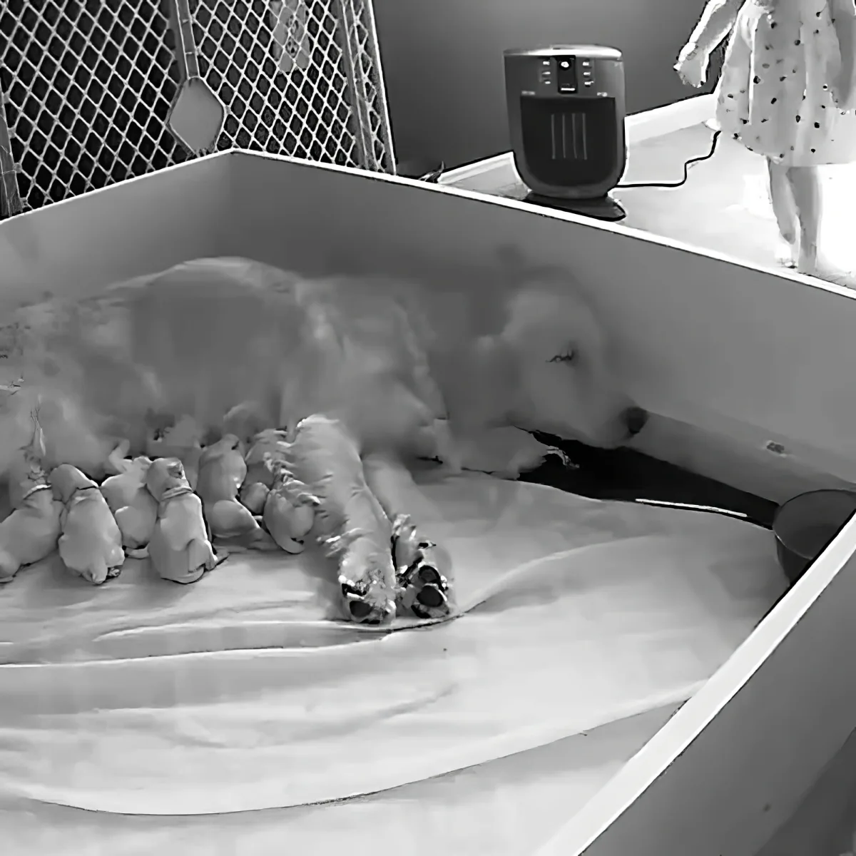 Toddler and mama dog with newborn puppies
