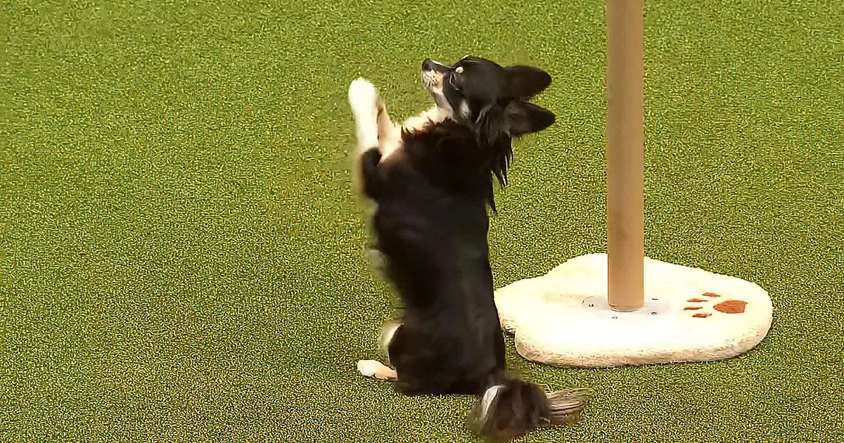 A black and white dog is playfully interacting with a pole on a green artificial turf surface.
