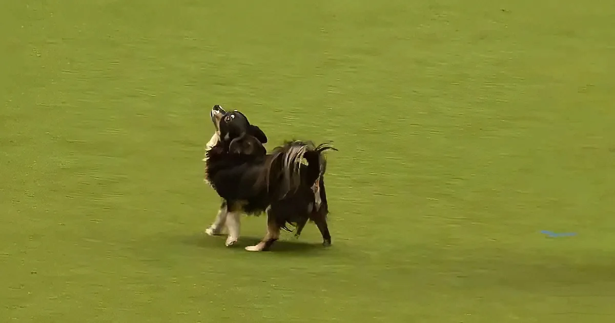 A black and white dog stands on a green field, looking up.