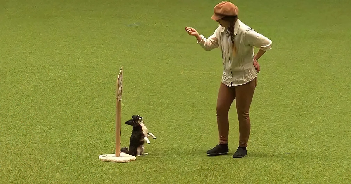 Chihuahua's 'Les Miserables' Dance Routine Draws Huge Applause