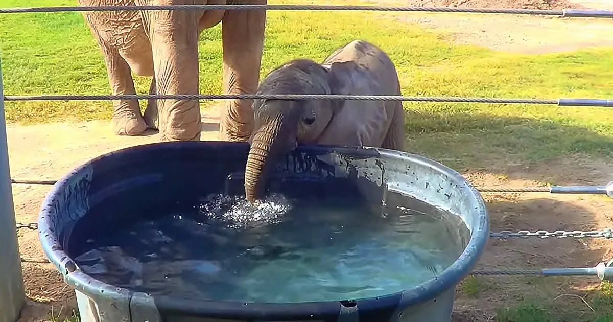 Mama Elephant Teaches Her Newborn Baby How to Blow Bubbles