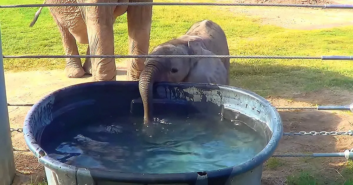 Mama elephant and her newborn baby
