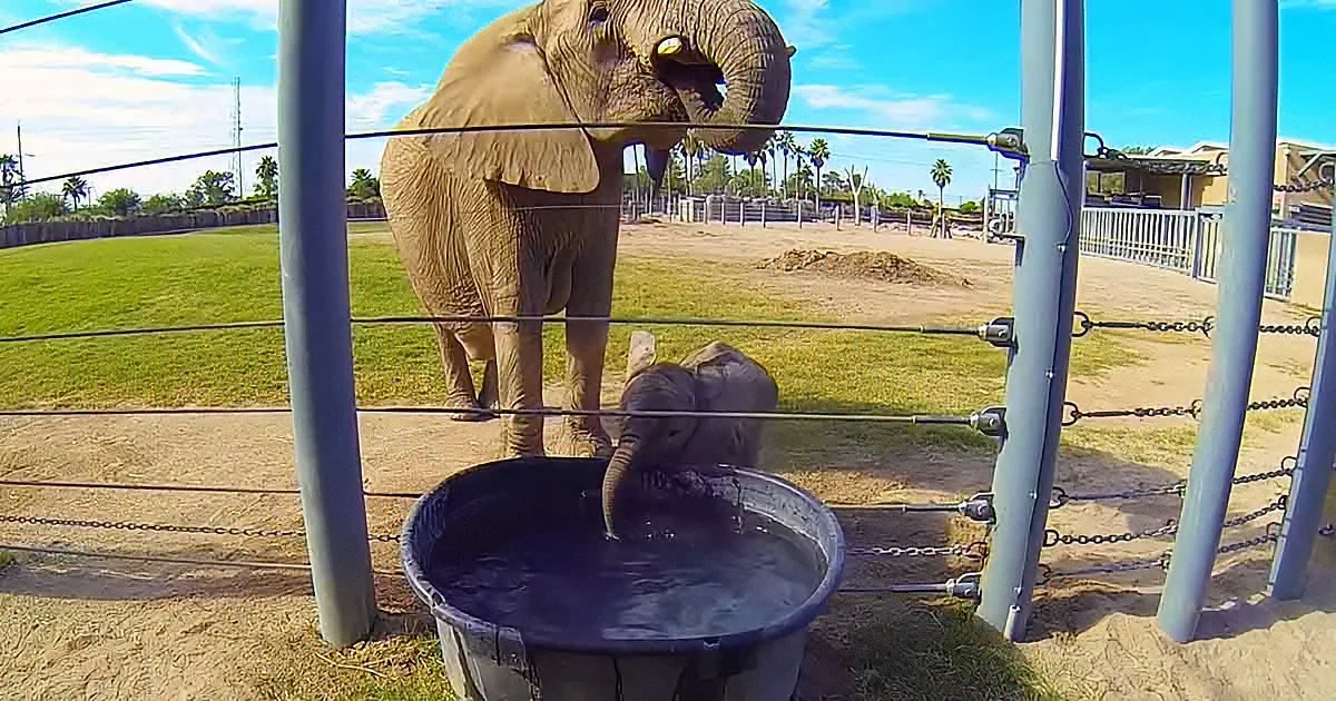 Mama elephant and her newborn baby