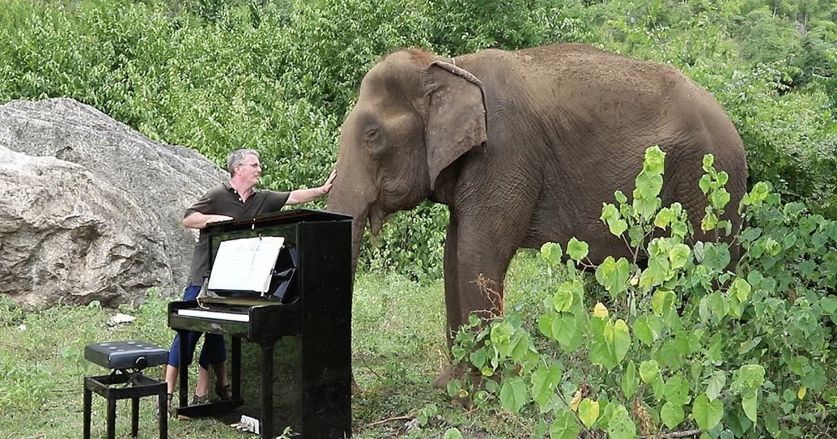 Pianist Plays Healing Music for 80-Year-Old Rescue Elephant