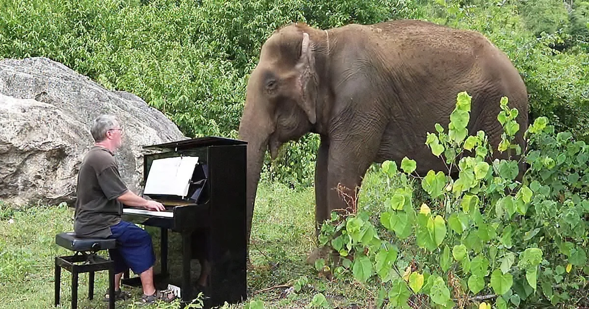 Pianist playing healing music for elephant