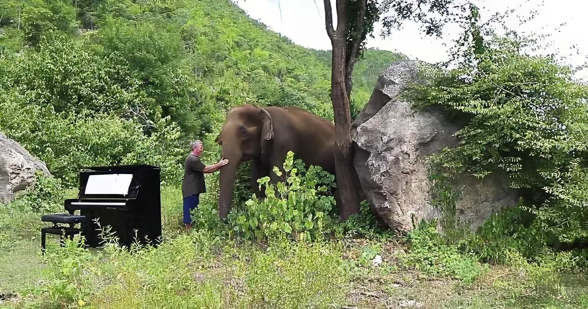 Pianist and rescue elephant