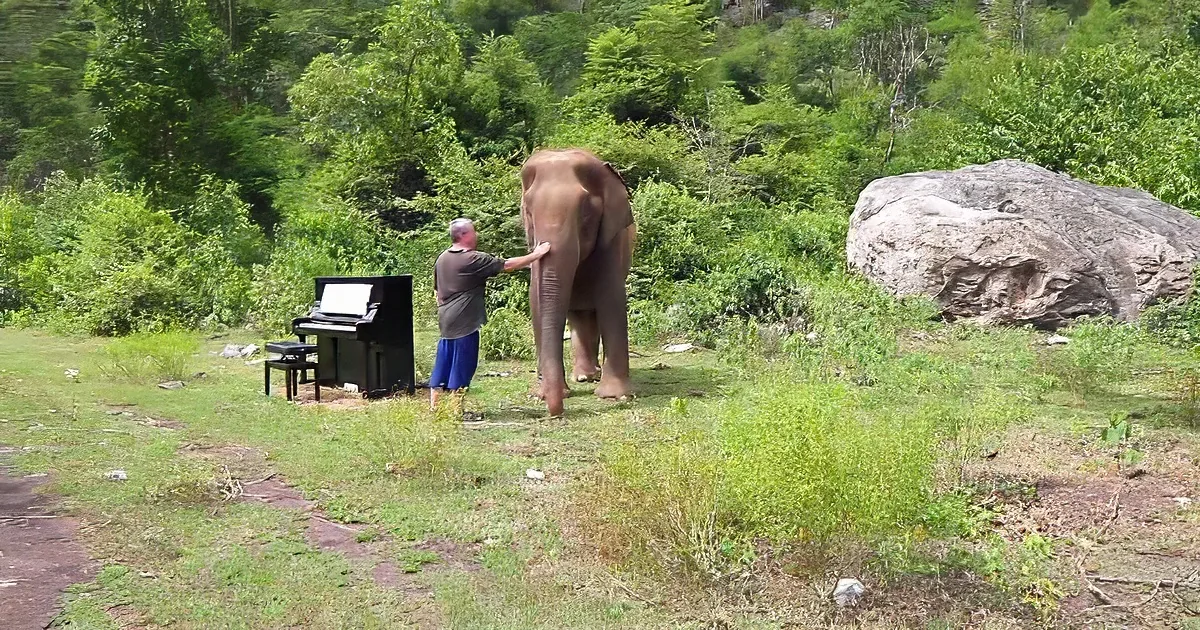 Pianist and rescue elephant