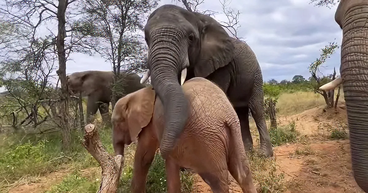 Beautiful albino calf, Khanyisa