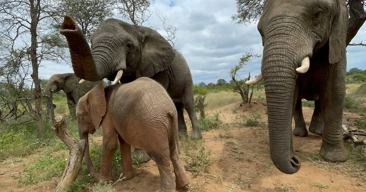 Beautiful Albino Calf, Khanyisa, Learns to Practice Elephant Skills During Lunch