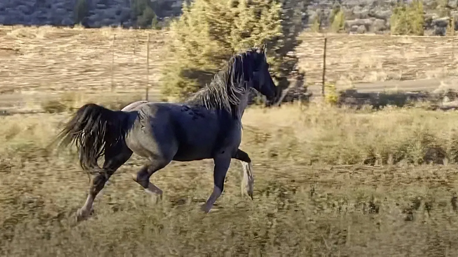 A black horse with a flowing mane and tail gallops across a dry, grassy field.