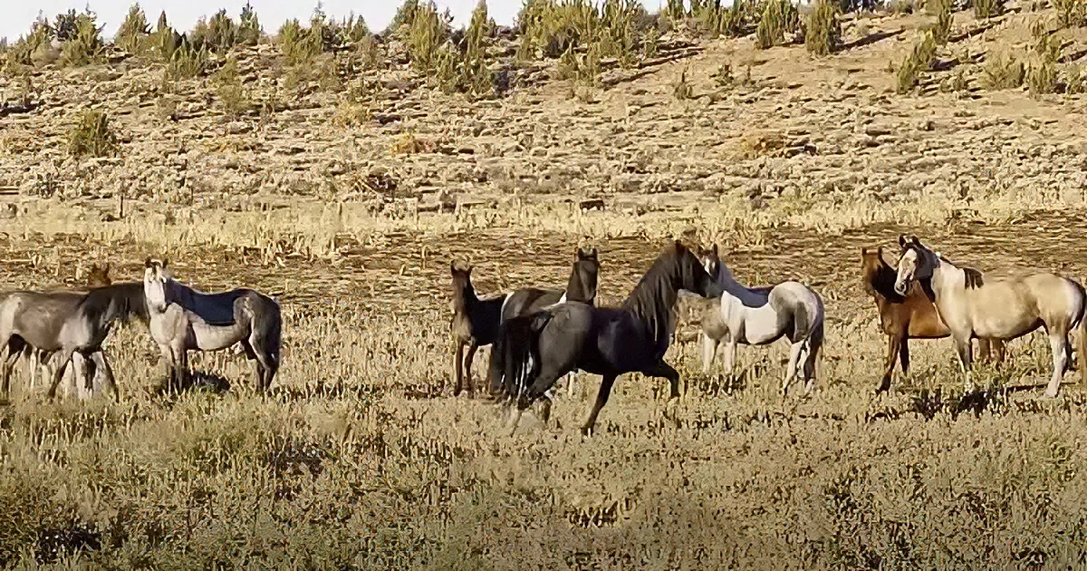 A group of horses, including a black one, are grazing and standing in a grassy field with a hill in the background.