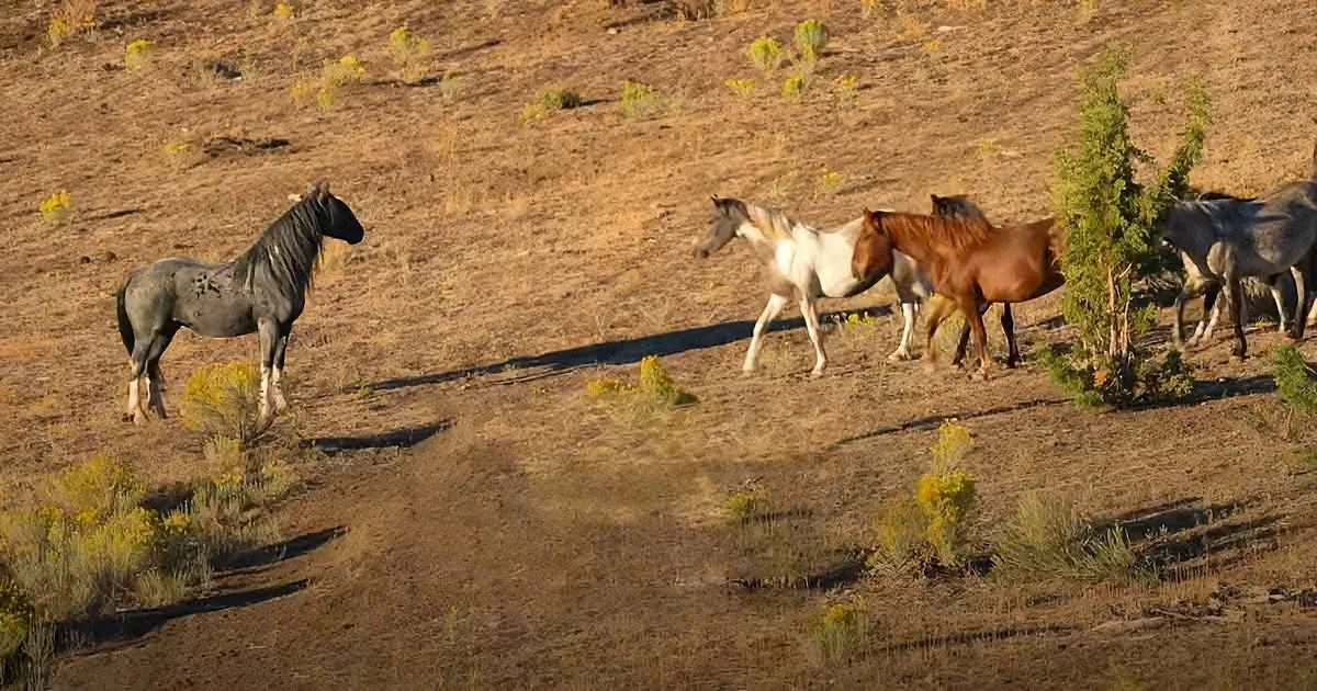 Woman Reunites Wild Stallion Dad With All His Mares and Babies